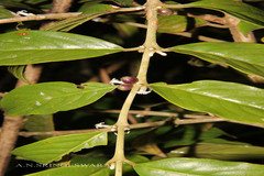 Lasianthus acuminatus